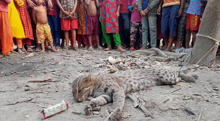 তালায় মেছোবাঘ উদ্ধারের পর ছেড়ে দেওয়া হলো বনে